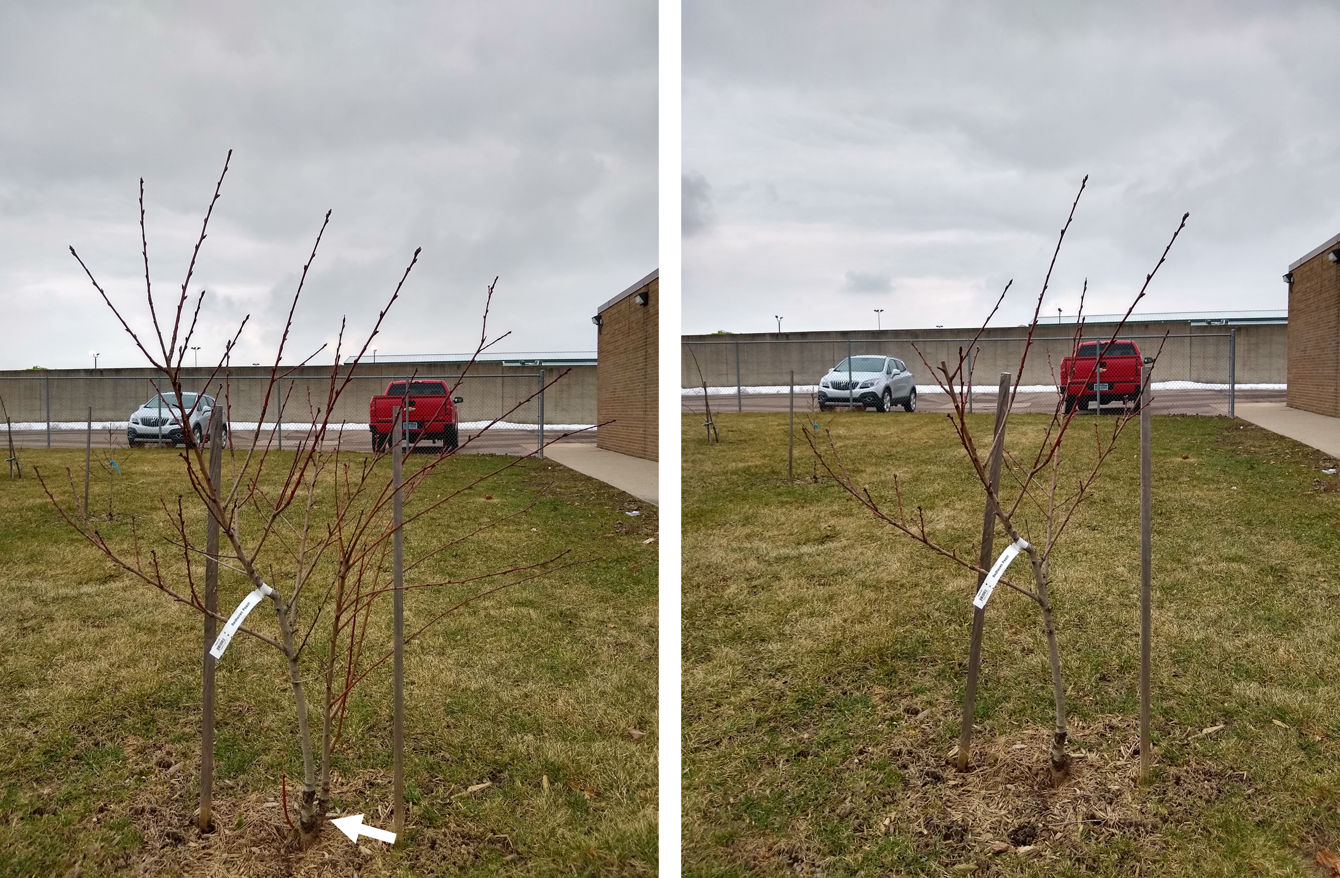 peach pruning before and after